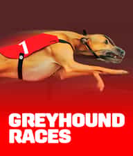 Greyhound Races