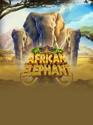 African Elephant