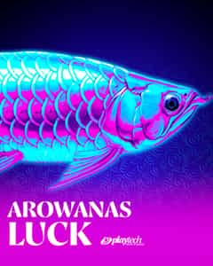 Arowanas Luck